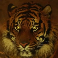 属虎人今日财运全解析！2023最新运势测算下载